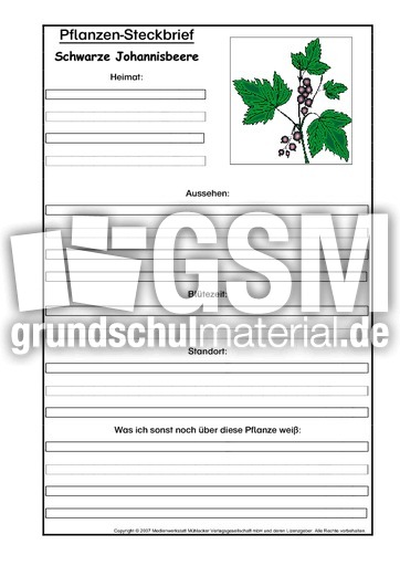 Pflanzensteckbrief-schw-Johannisbeere.pdf